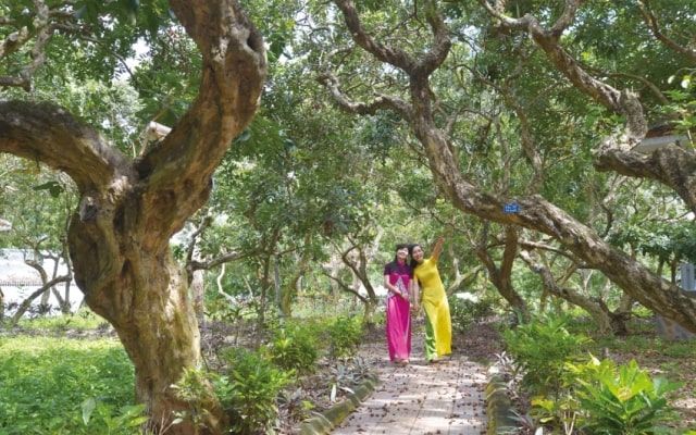 Khám phá Khu du lịch sinh thái Vườn Nhãn – Điểm đến lý tưởng giữa lòng Bến Tre