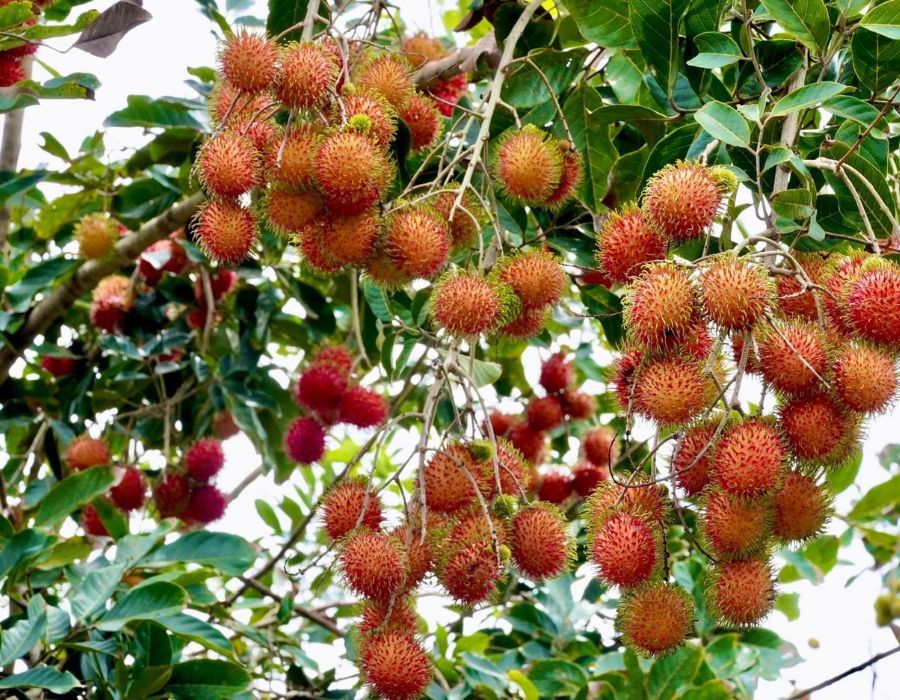 Khám phá Khu du lịch sinh thái Vườn Chôm Chôm tại Bến Tre