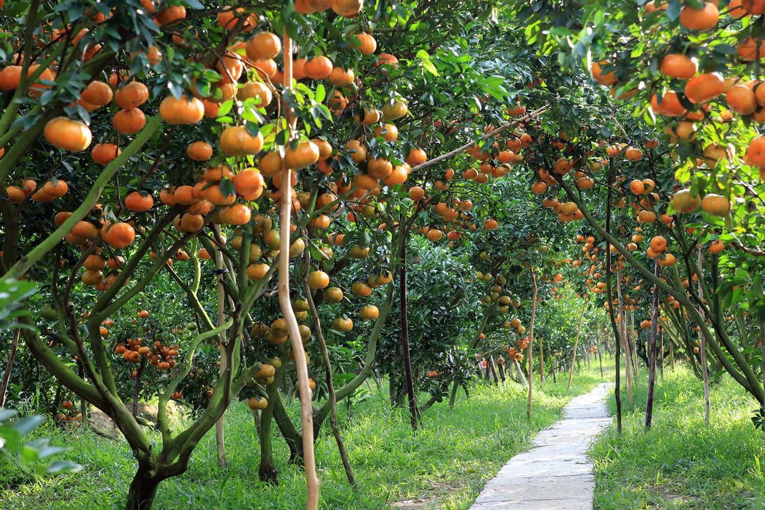 Khám phá thiên đường miệt vườn tại Vườn trái cây Tam Bình – Trải nghiệm không thể bỏ lỡ khi ghé thăm Vĩnh Long